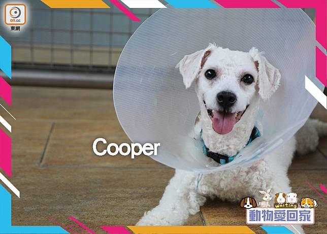 動物愛回家 比熊 Cooper On Cc 東網 Line Today