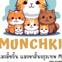 ฟาร์มแมว มัชกิ้น แมวขาสั้น