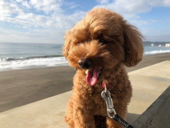 犬が食べると危険な魚介類 与え方の注意ポイント