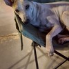 English Chat - Make friends, Connections