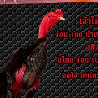 วิษณุฟาร์ม นครปฐม 064-7471942