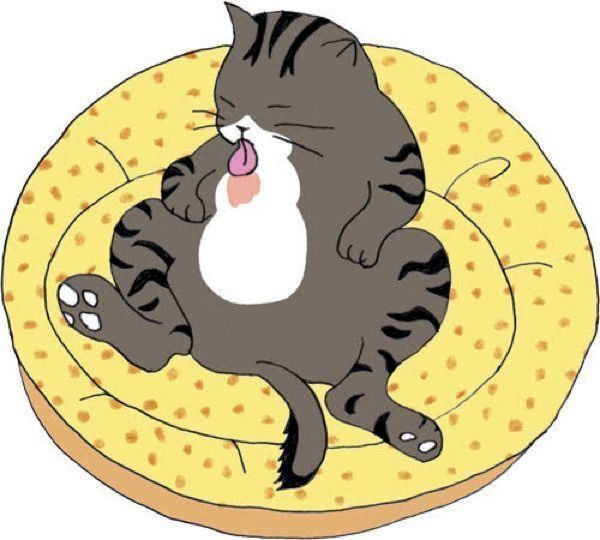 すぐに受診が必要かも ほっとくとng な猫の行動とは ねこのき