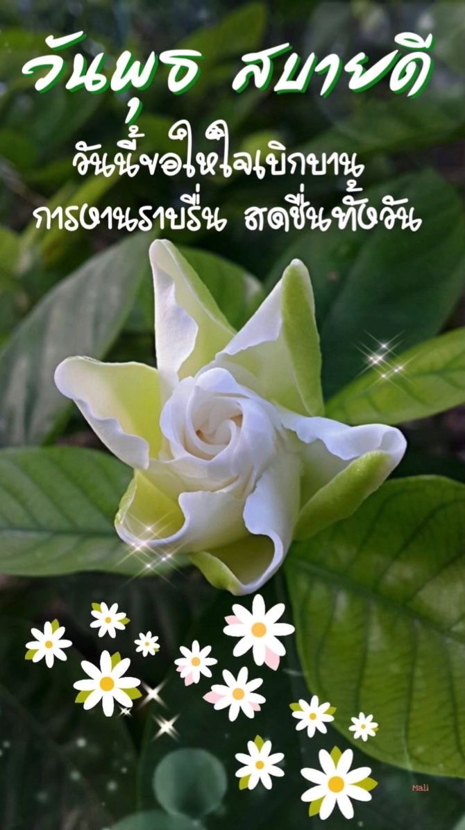 บัดดี้mep
