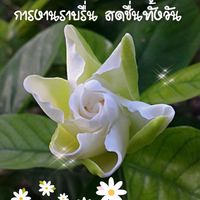 บัดดี้mep