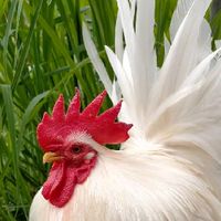 ไก่แจ้อัญมณีที่มีชีวิตเมืองตาก