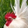 ไก่แจ้อัญมณีที่มีชีวิตเมืองตาก