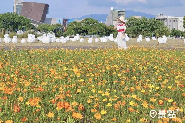 百日草花海白羊藝術美拍 同賞大波斯菊向日葵花迷必訪 景點家 Line Today