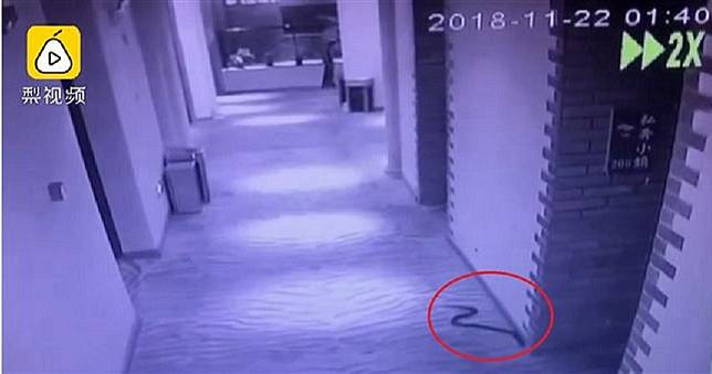 怪男用雨傘節逼姦　完事後與蛇共浴慘遭咬死