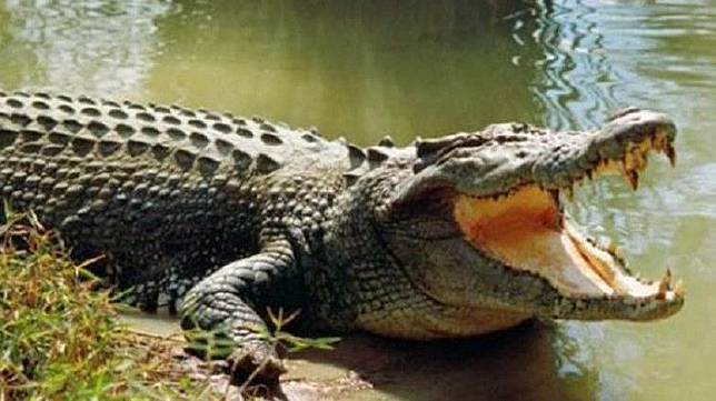 Gemas Sekaligus Ngeri Gadis Cilik Ini Menyikat Gigi Buaya