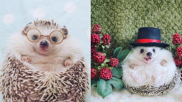 據說現在是日本最紅的刺蝟～這隻小萌獸靠著超人氣，變成IG網紅啦！