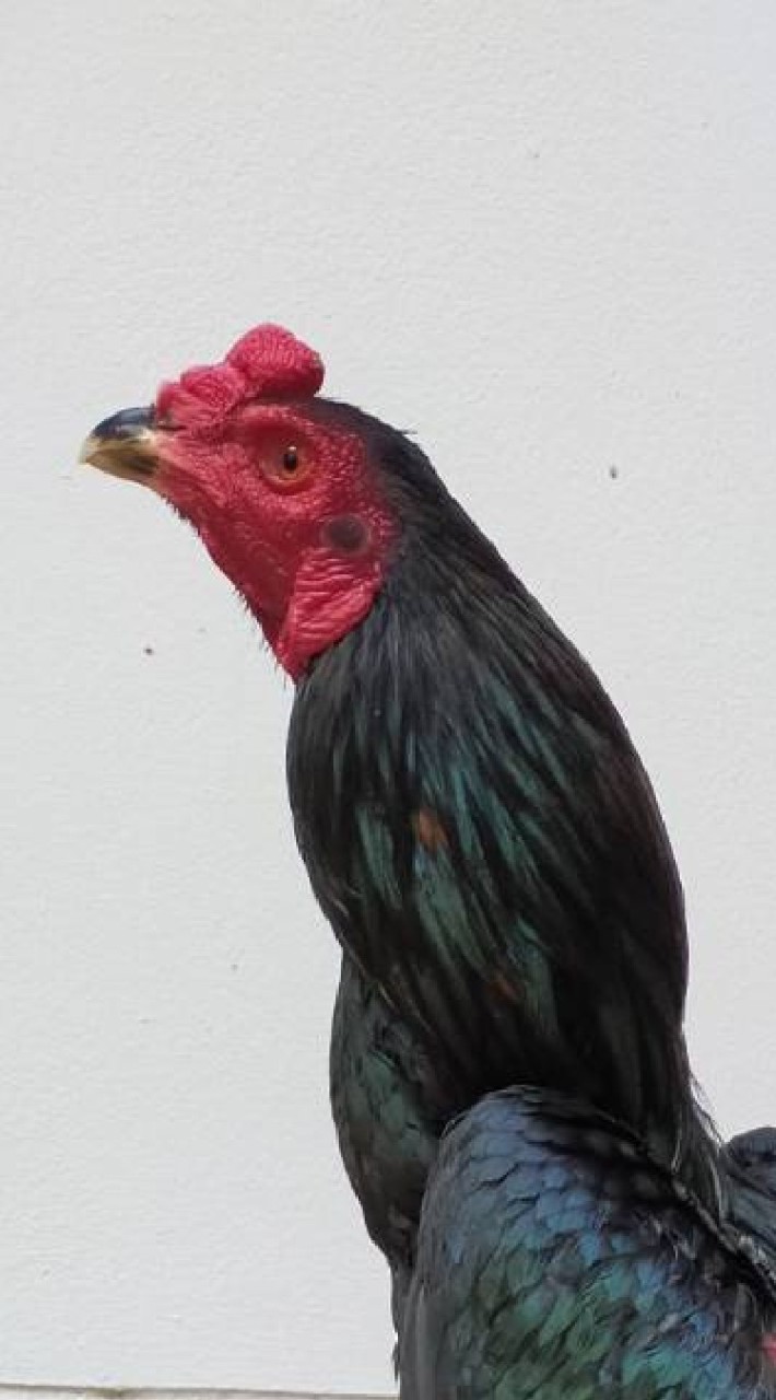 วีที ไก่ชนสายโหด