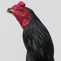 วีที ไก่ชนสายโหด