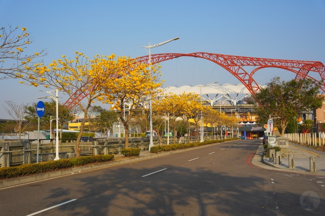 台中洲際路黃花風鈴木,崇德十九路黃花風鈴木,洲際棒球場黃花風鈴木