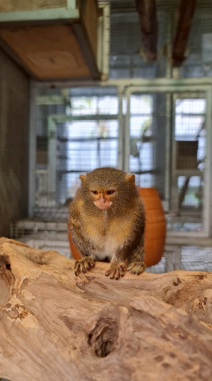 ลูกฟาร์ม ลิงบ้านA&T Monkeyhouse สมาคมพ่อบ้านแม่บ้าน