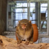 ลูกฟาร์ม ลิงบ้านA&T Monkeyhouse สมาคมพ่อบ้านแม่บ้าน