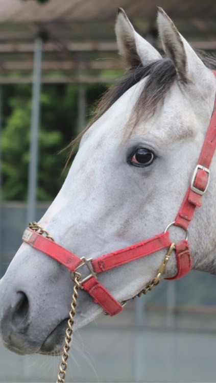 出入り自由！競馬！当たらない予想大石脩五郎のインチキファイヤー予想LINE版