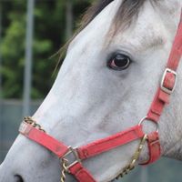 出入り自由！競馬！当たらない予想大石脩五郎のインチキファイヤー予想LINE版