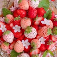 🍓 Alpha Berry🍓BO