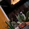 BJ 植物 VIP Club