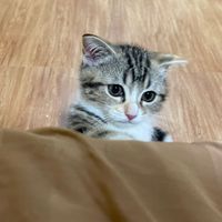พี่ชิ้ว น้องชิ