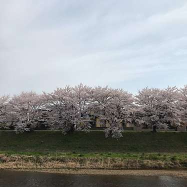 ミルクティーとキャラメル珈琲さんが投稿した安積町成田地域名所のお店笹原川の桜並木・ふれあい色彩桜の写真