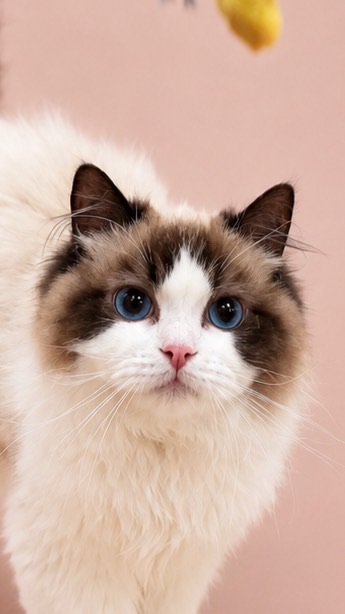 Elite Paws Cattery แมวพันธุ์นำเข้า