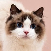 Elite Paws Cattery แมวพันธุ์นำเข้า