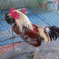 วัยรุ่นท้ายซอย ไก่ชนพม่าสายเลือดดี