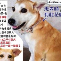 尋找-羅東黃母狗貝果-懸賞2萬