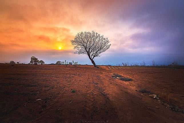 ▲台中九天夕陽之樹。（圖/IG @aa8374tw)