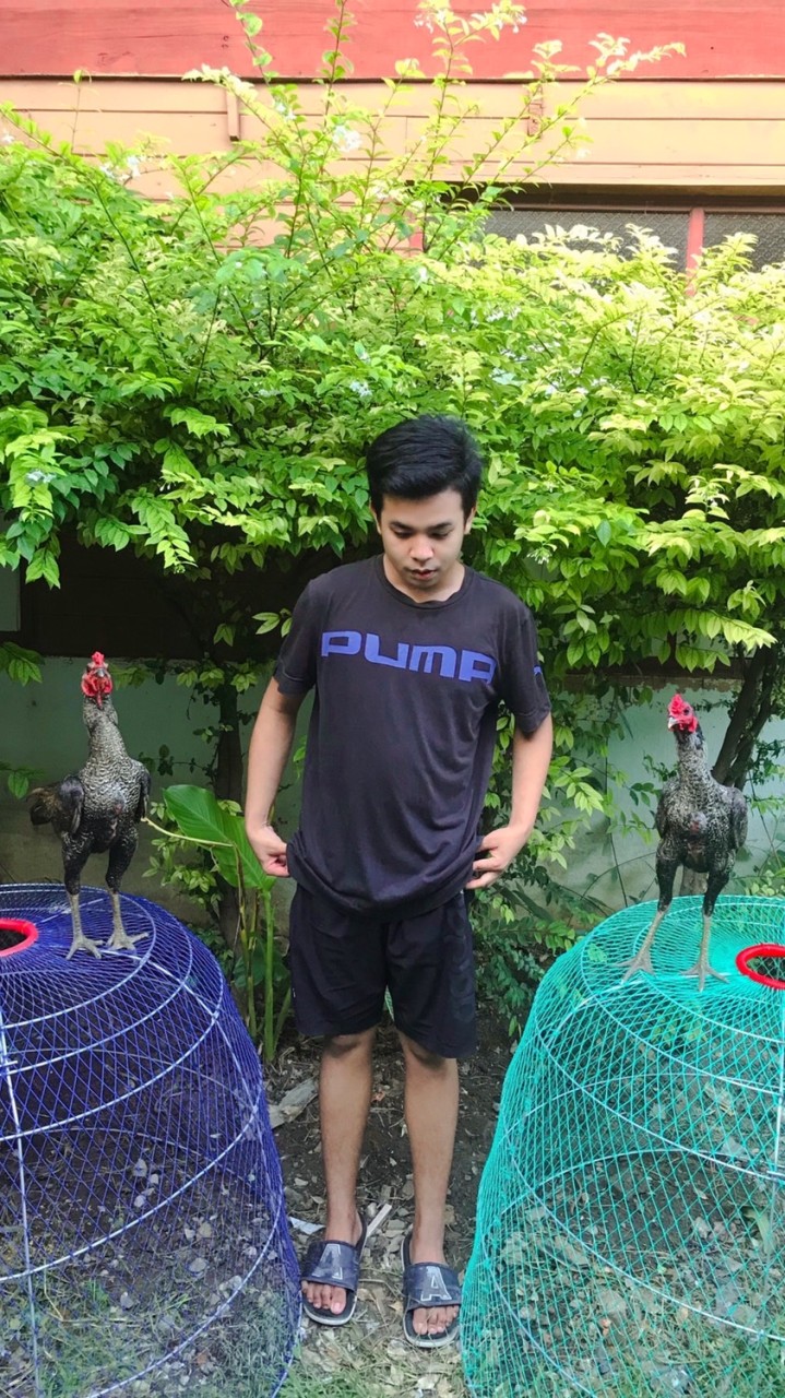 ไก่เยียร์🐓 S.PALEEFARM💎