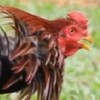 ตลาดไก่ชนเงินล้าน ซื้อขายไก่ชน(สายพันธุ์เงินล้าน)