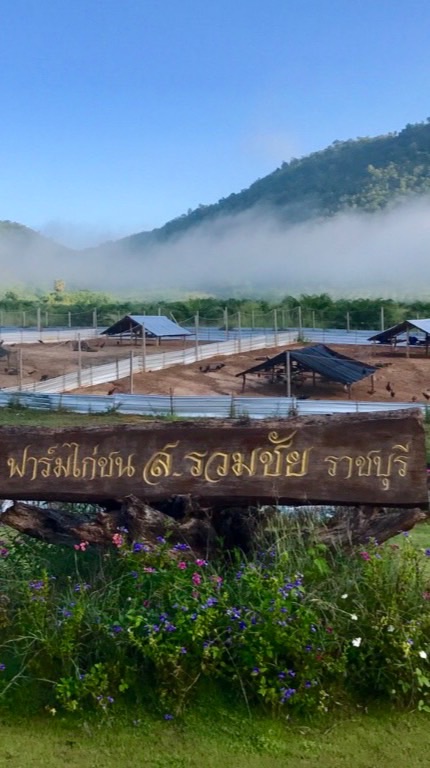 ฟาร์มไก่ชน ส.รวมชัย ราชบุรี