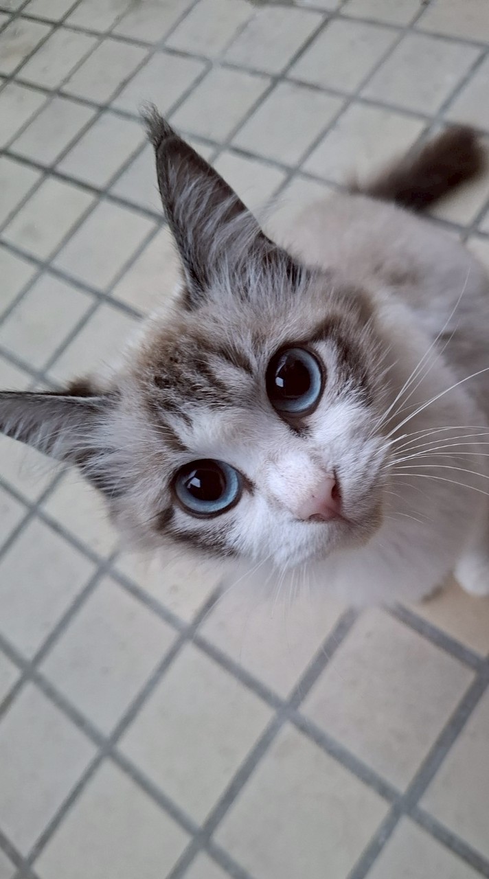 野良猫花子🐾🩵お知らせ部屋