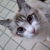 野良猫花子🐾🩵お知らせ部屋