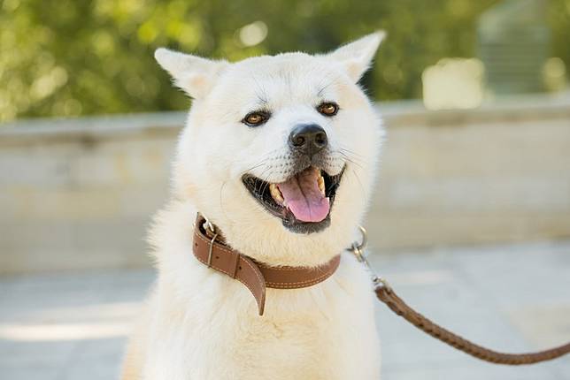 日本狗狗不只有秋田犬 這六種被日本列為天然紀念物的狗狗 下次別人問起就不會回答不出來了 女生集合