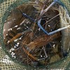 汐止基隆泰國蝦買賣群