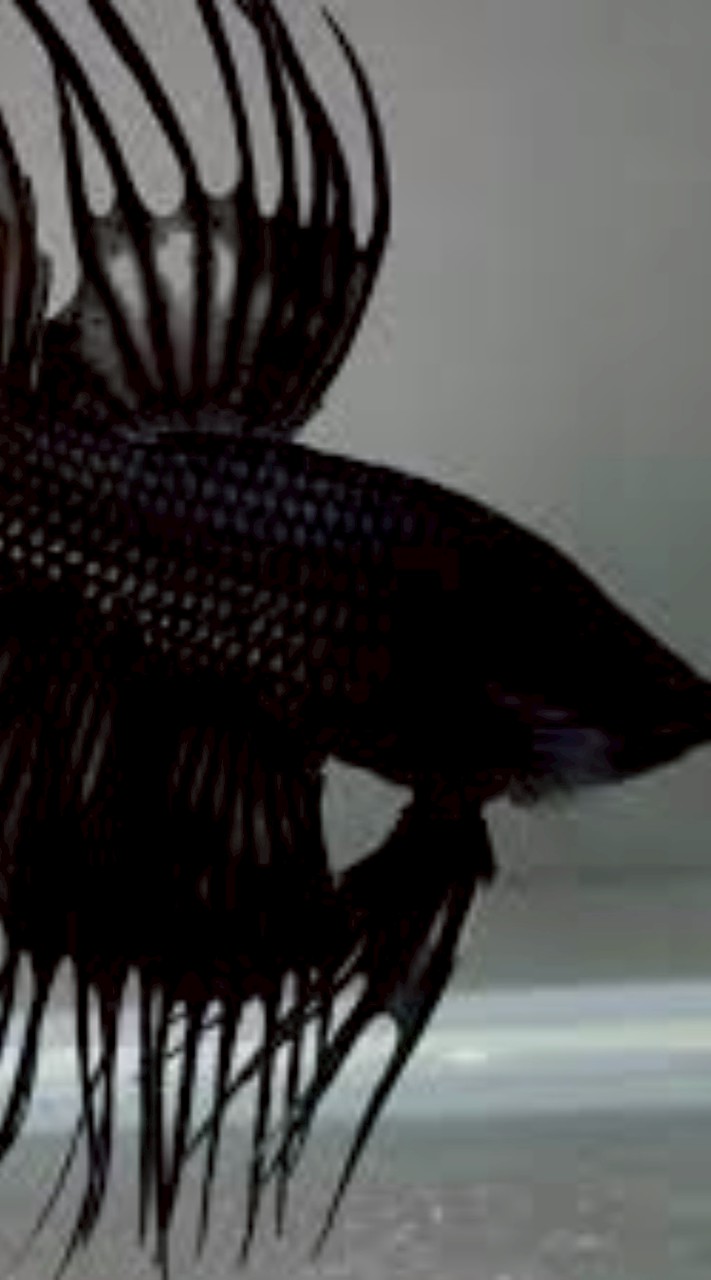 kk鬥魚