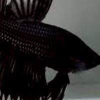 kk鬥魚