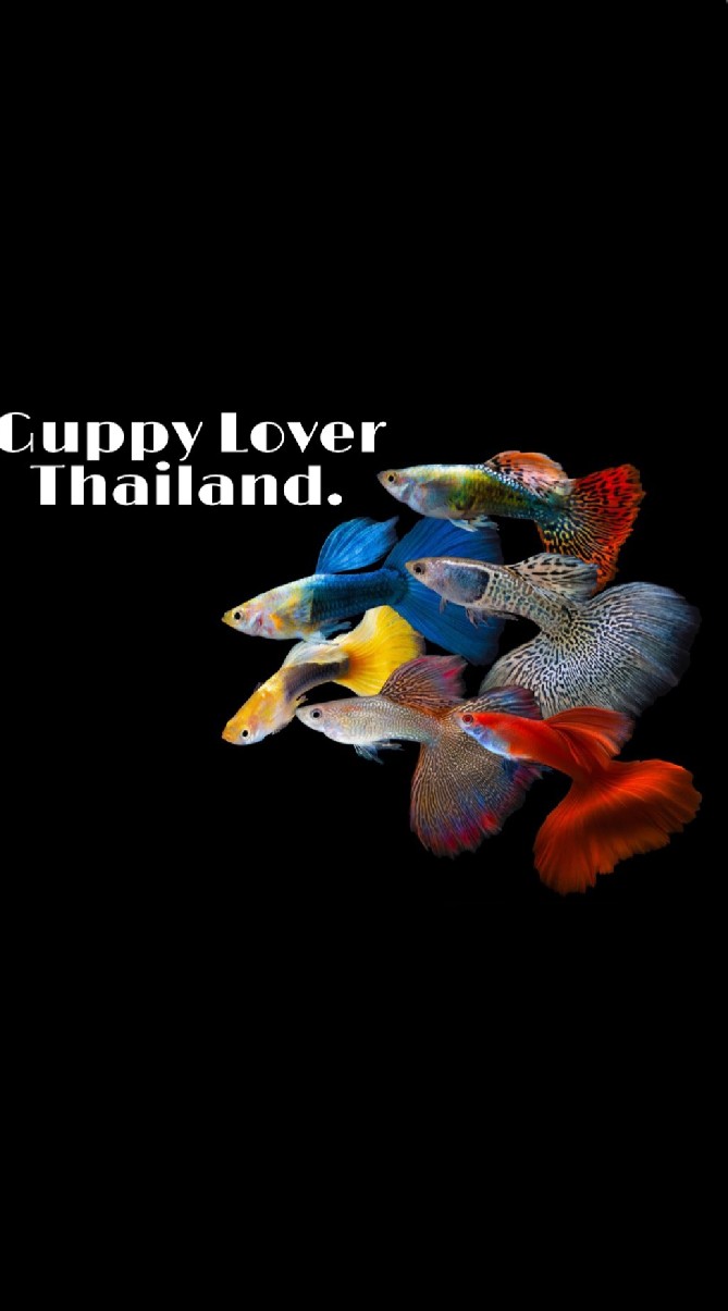 คนรักปลาหางนกยูง Guppy Lover Thailand.🐟🐠