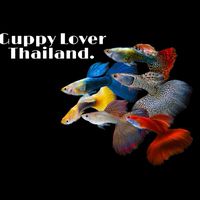 คนรักปลาหางนกยูง Guppy Lover Thailand.🐟🐠