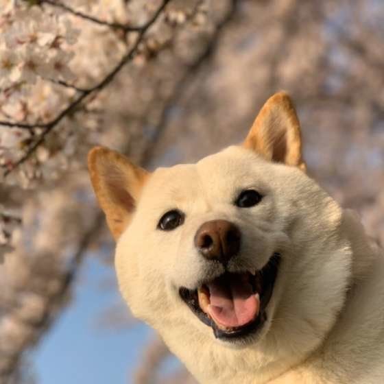 寿命が短い犬種は 大型犬は小型犬より短命な理由も
