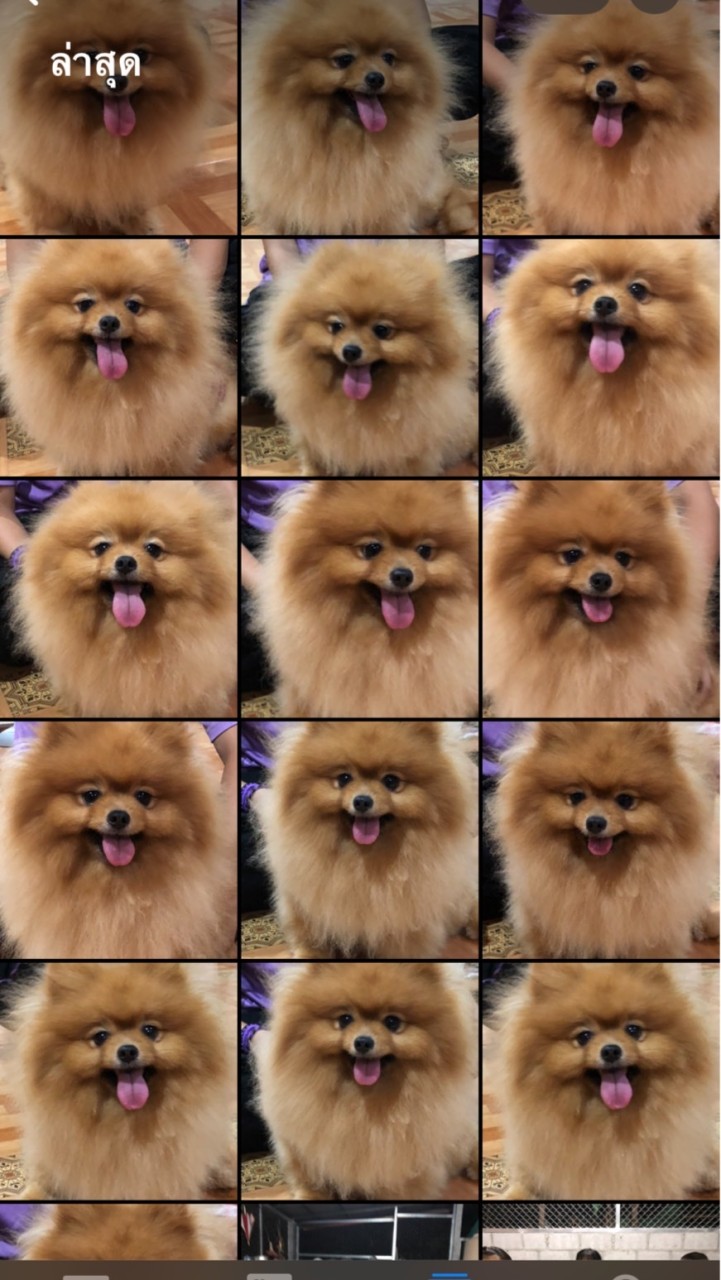 Pomeranian