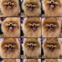 Pomeranian