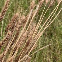第３回！親子でチャレンジ　小麦を作ろう