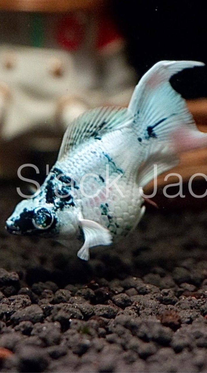 ปลาบอลลูนMollyfish