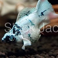 ปลาบอลลูนMollyfish