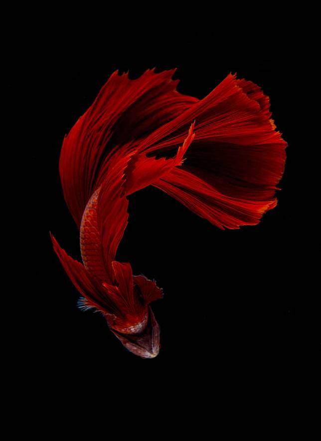 35 Gambar Wallpaper Hd Iphone Ikan Cupang terbaru 2020