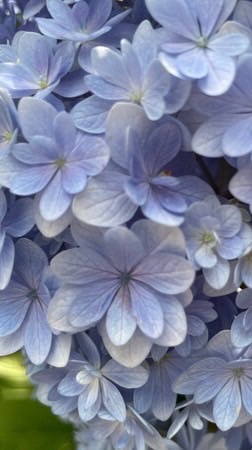 ͛💠紫陽花の咲く頃