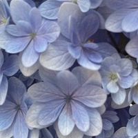 ͛💠紫陽花の咲く頃